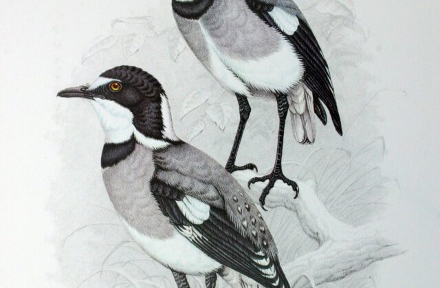 White-tailed Shrike
