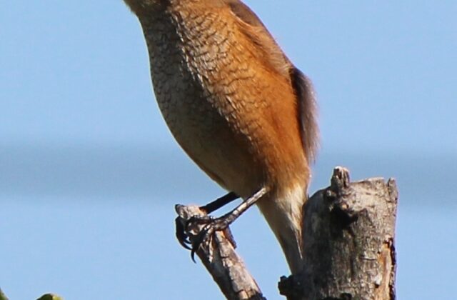 Bull-headed Shrike