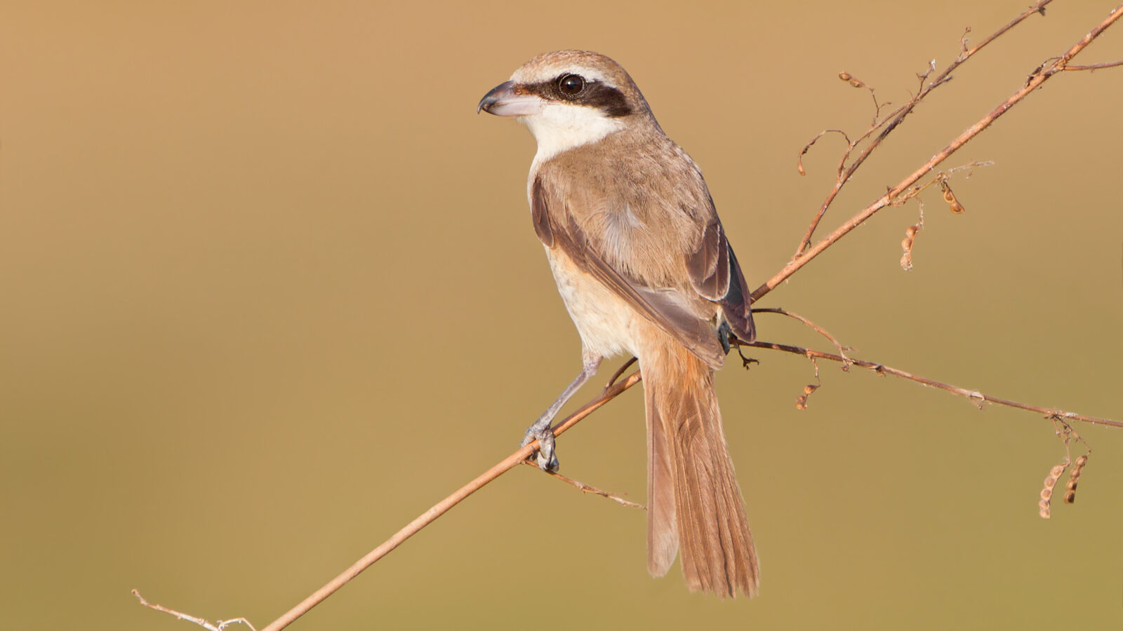 Brown Shrike