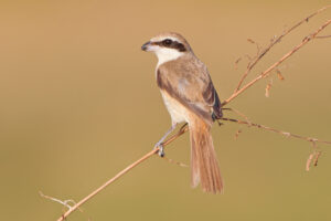 Brown Shrike