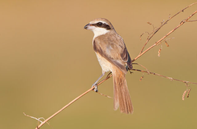 Brown Shrike
