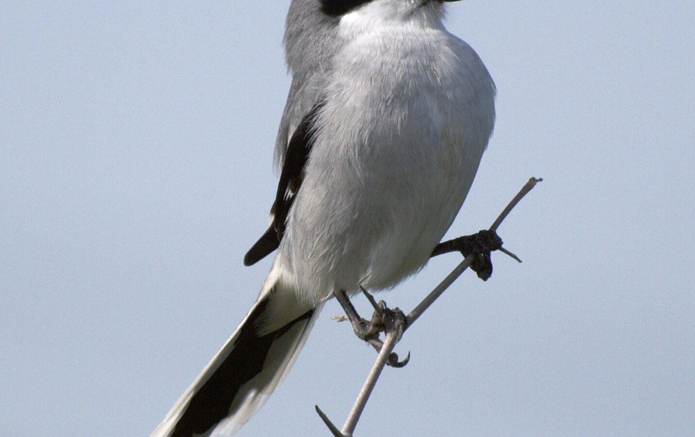 Loggerhead Shrike
