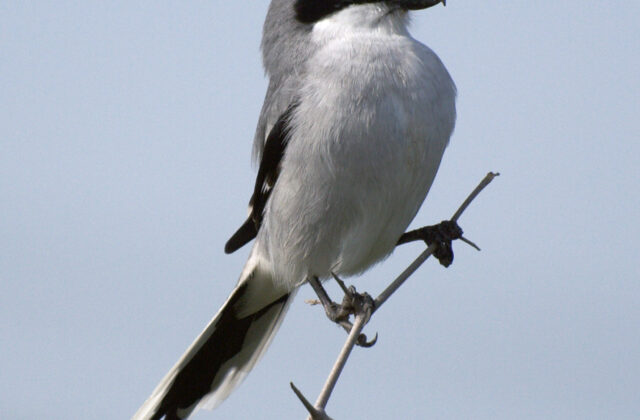 Loggerhead Shrike