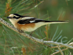 Masked Shrike