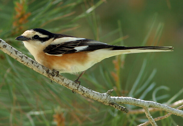 Masked Shrike