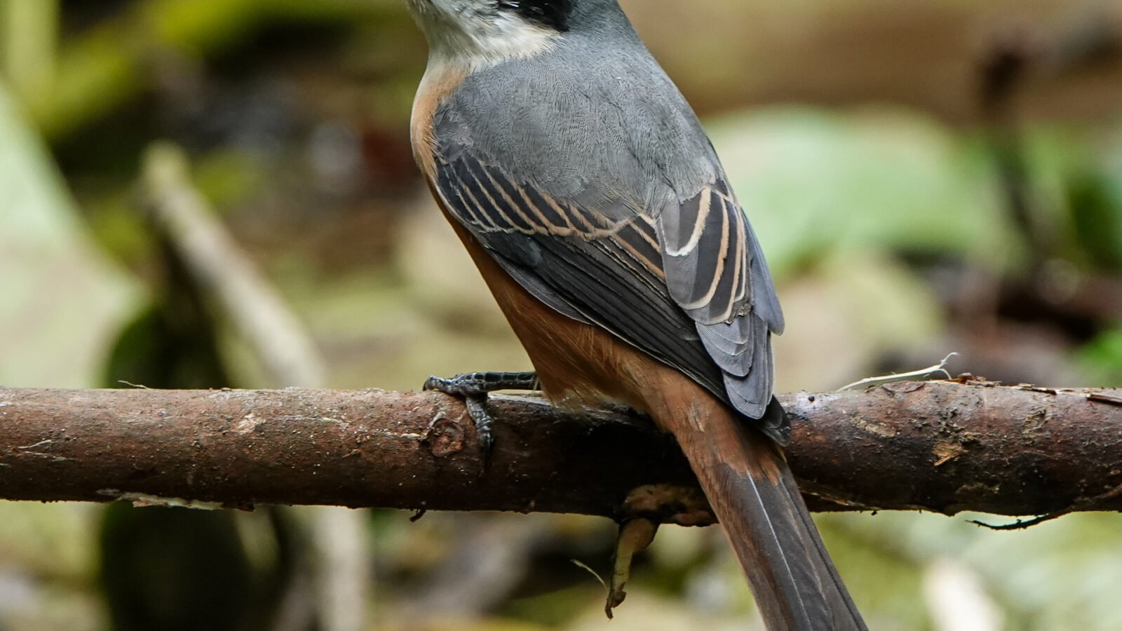 Grey-backed Shrike
