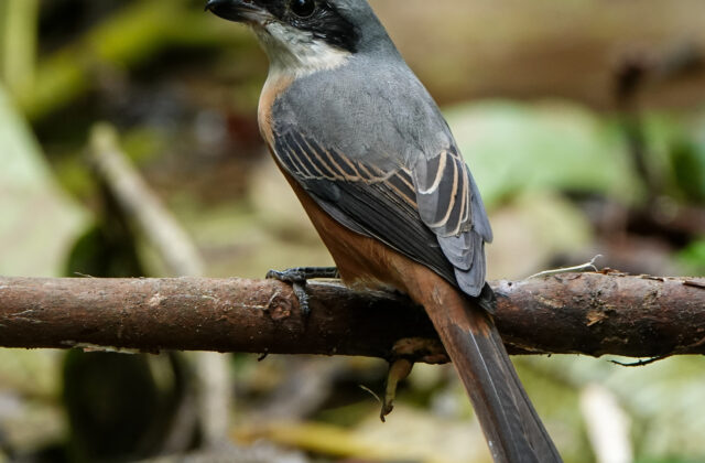 Grey-backed Shrike