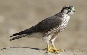 Lanner Falcon