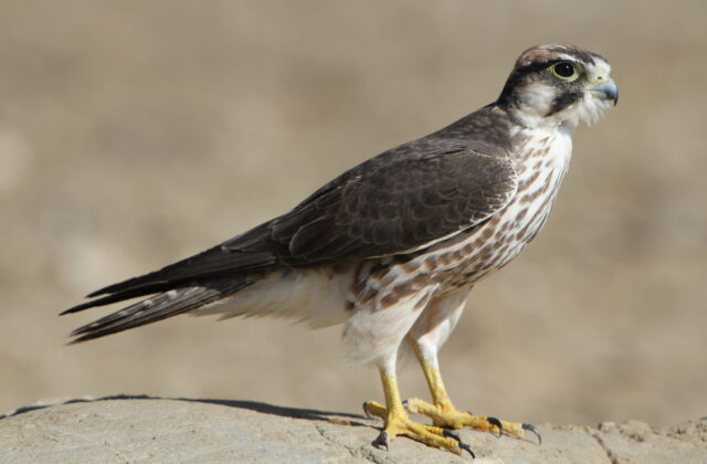 Lanner Falcon
