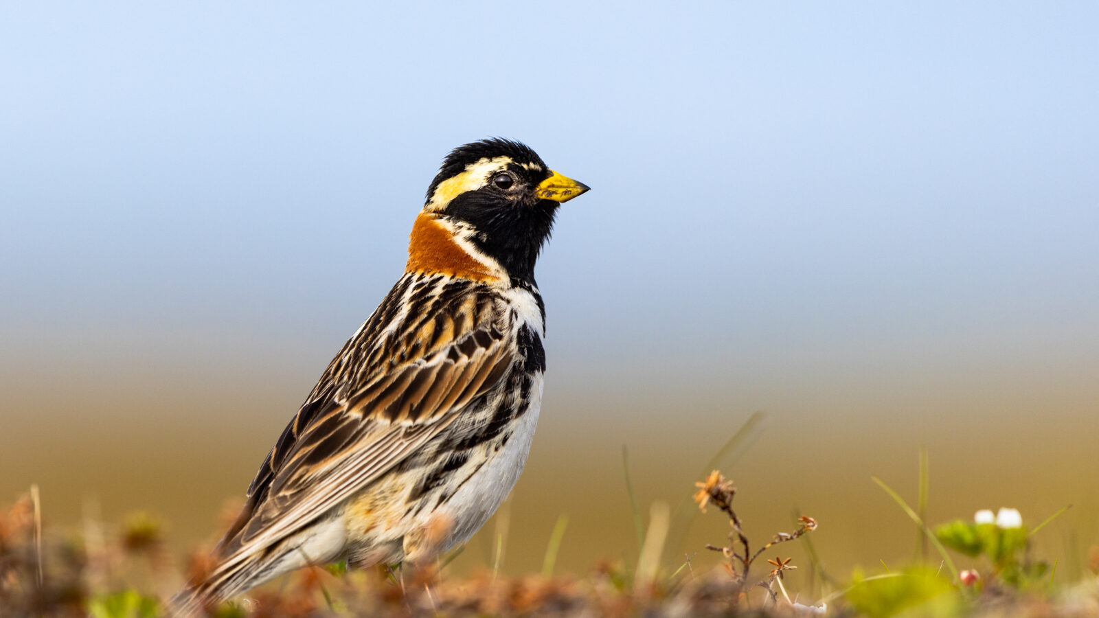 Lapland Longspur