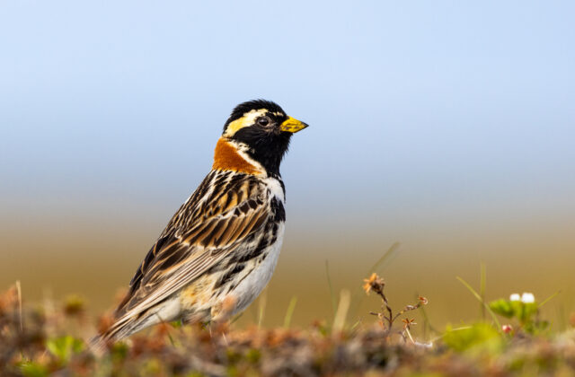 Lapland Longspur