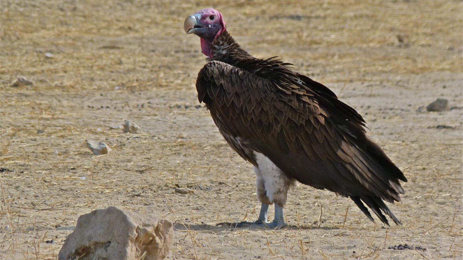 Lappet-faced Vulture