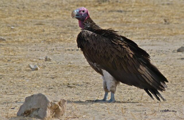 Lappet-faced Vulture