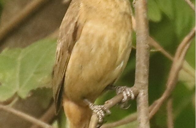 Large-billed Seed Finch