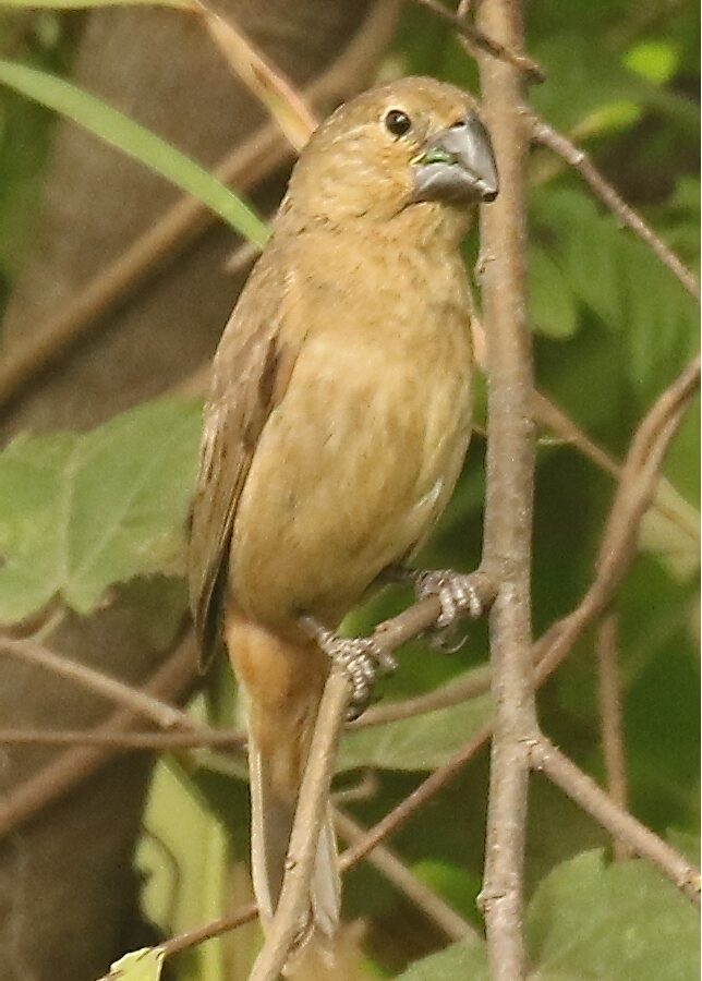 Large-billed Seed Finch