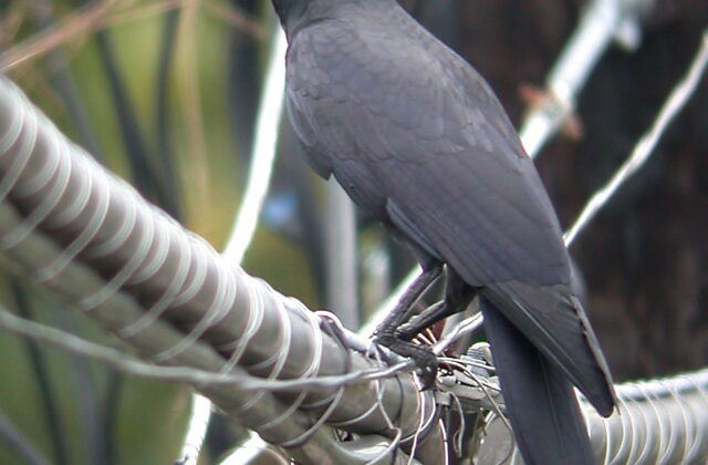 Philippine Jungle Crow