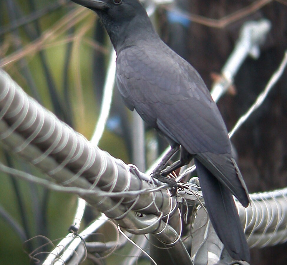 Philippine Jungle Crow