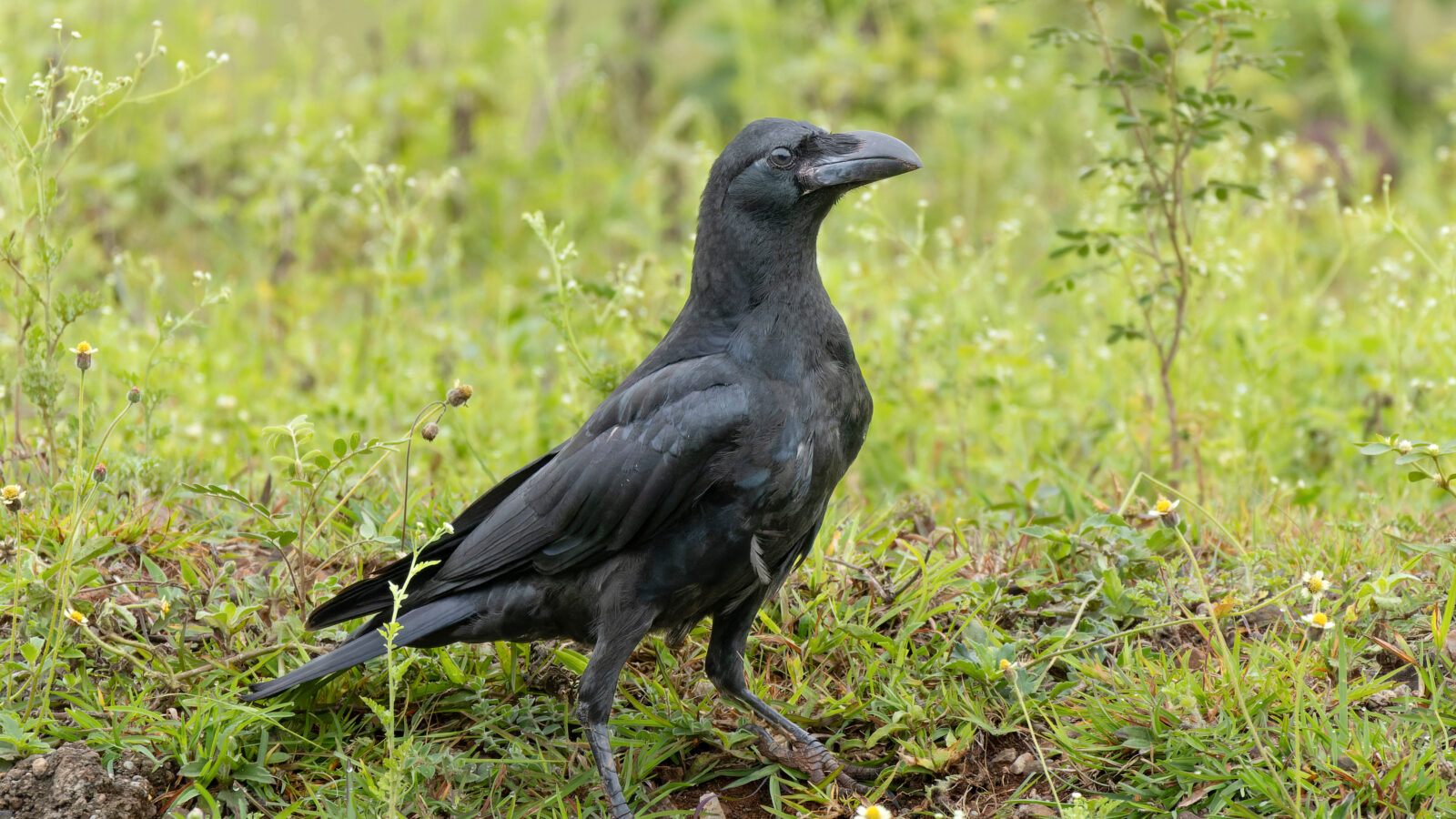 Large-billed Crow