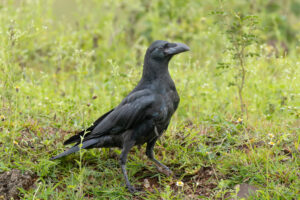 Large-billed Crow