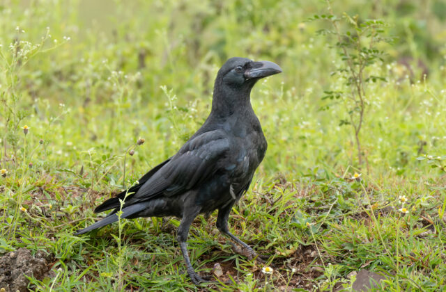 Large-billed Crow