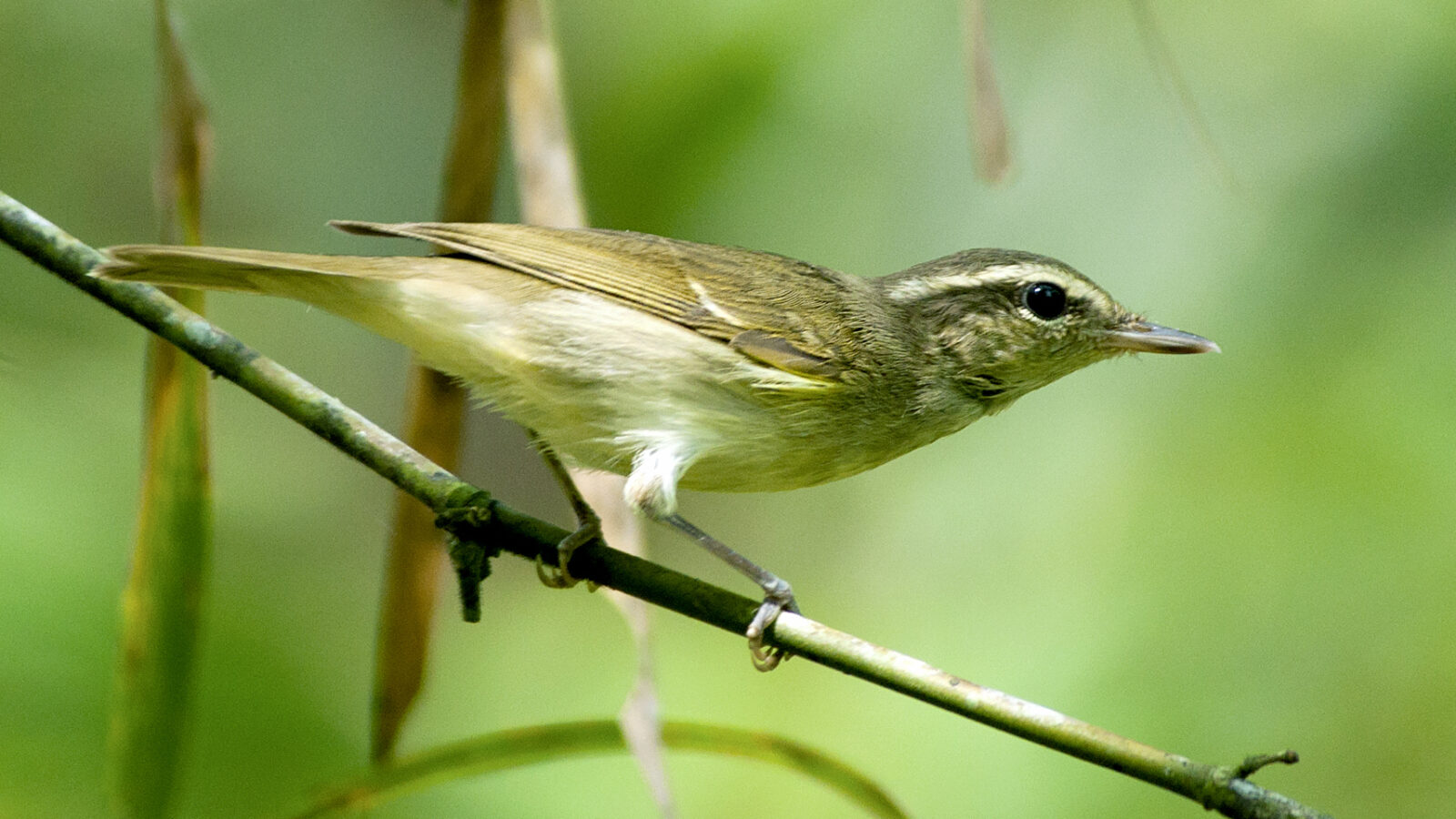 Large-billed Leaf Warbler