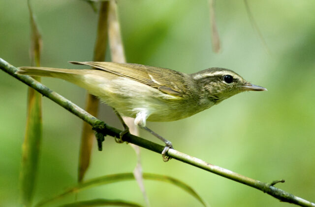 Large-billed Leaf Warbler