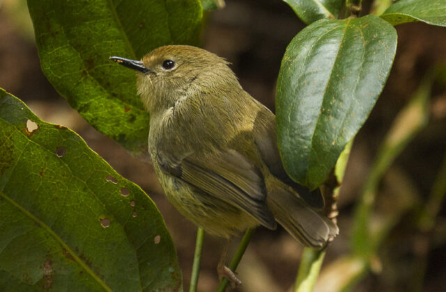 Large-billed Scrubwren