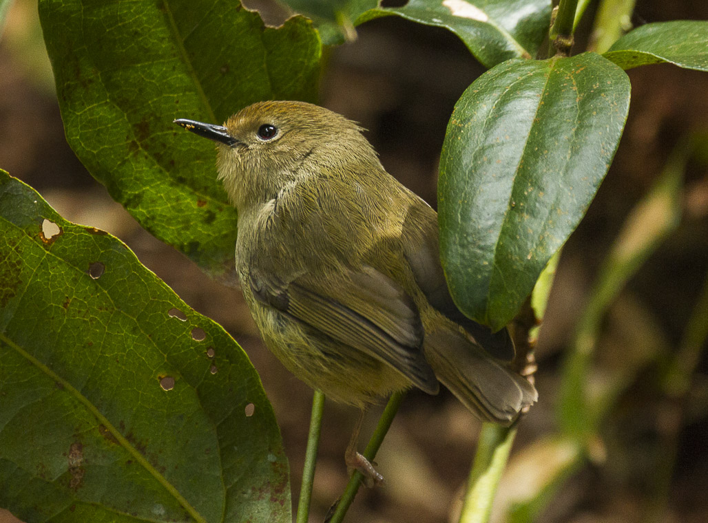Large-billed Scrubwren