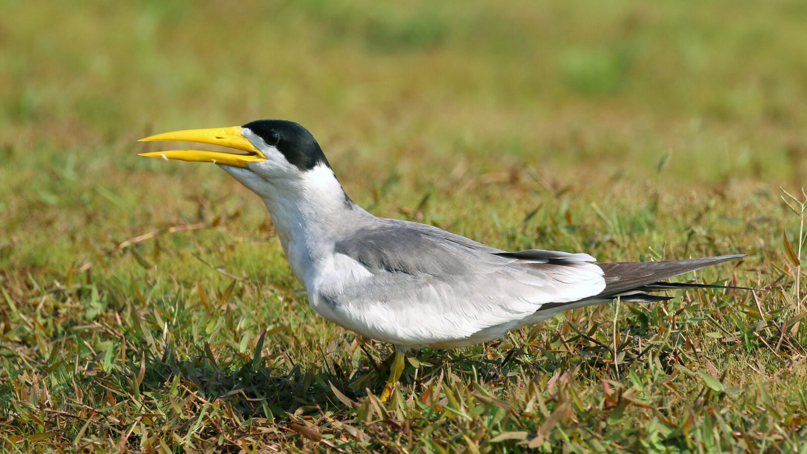 Large-billed Tern