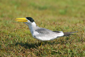 Large-billed Tern