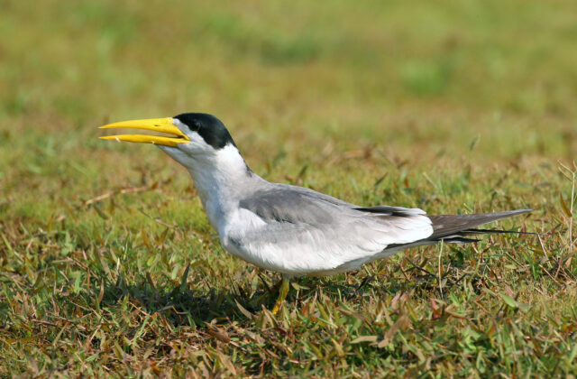 Large-billed Tern