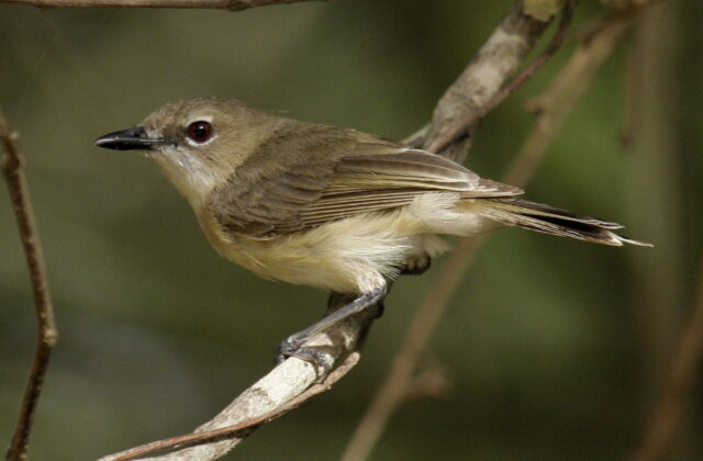 Large-billed Gerygone