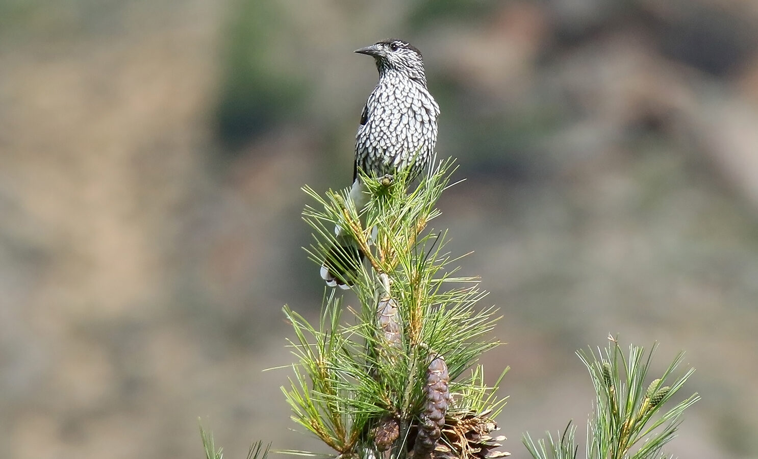 Kashmir Nutcracker
