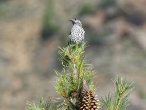 Kashmir Nutcracker