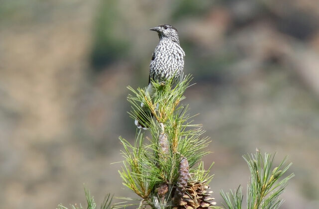 Kashmir Nutcracker