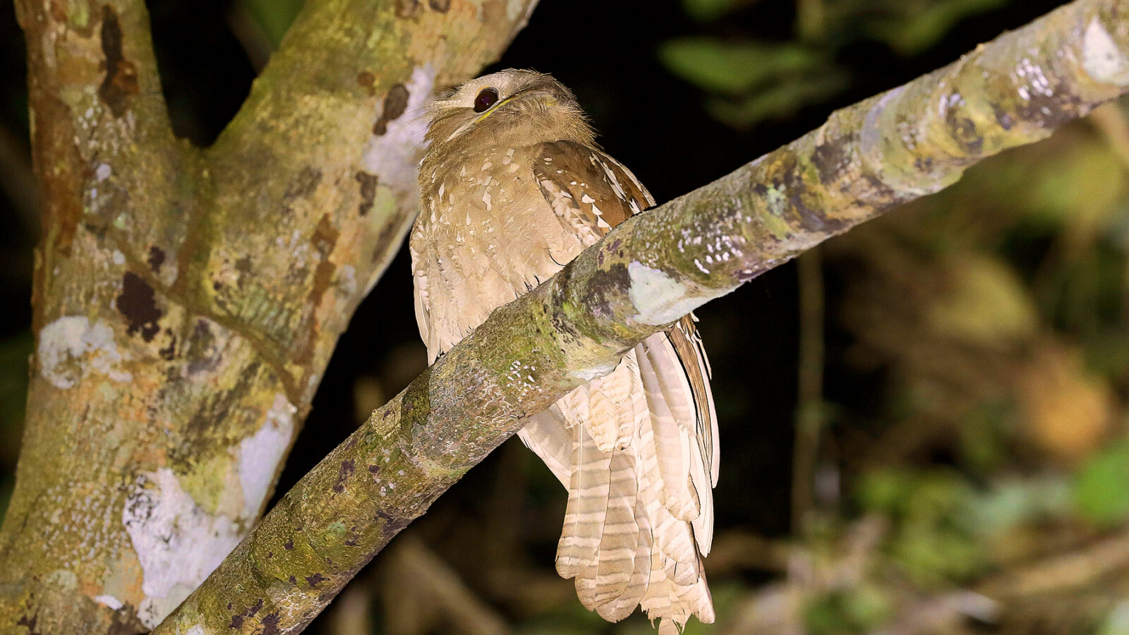 Large Frogmouth