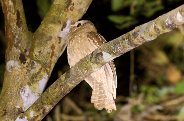 Large Frogmouth