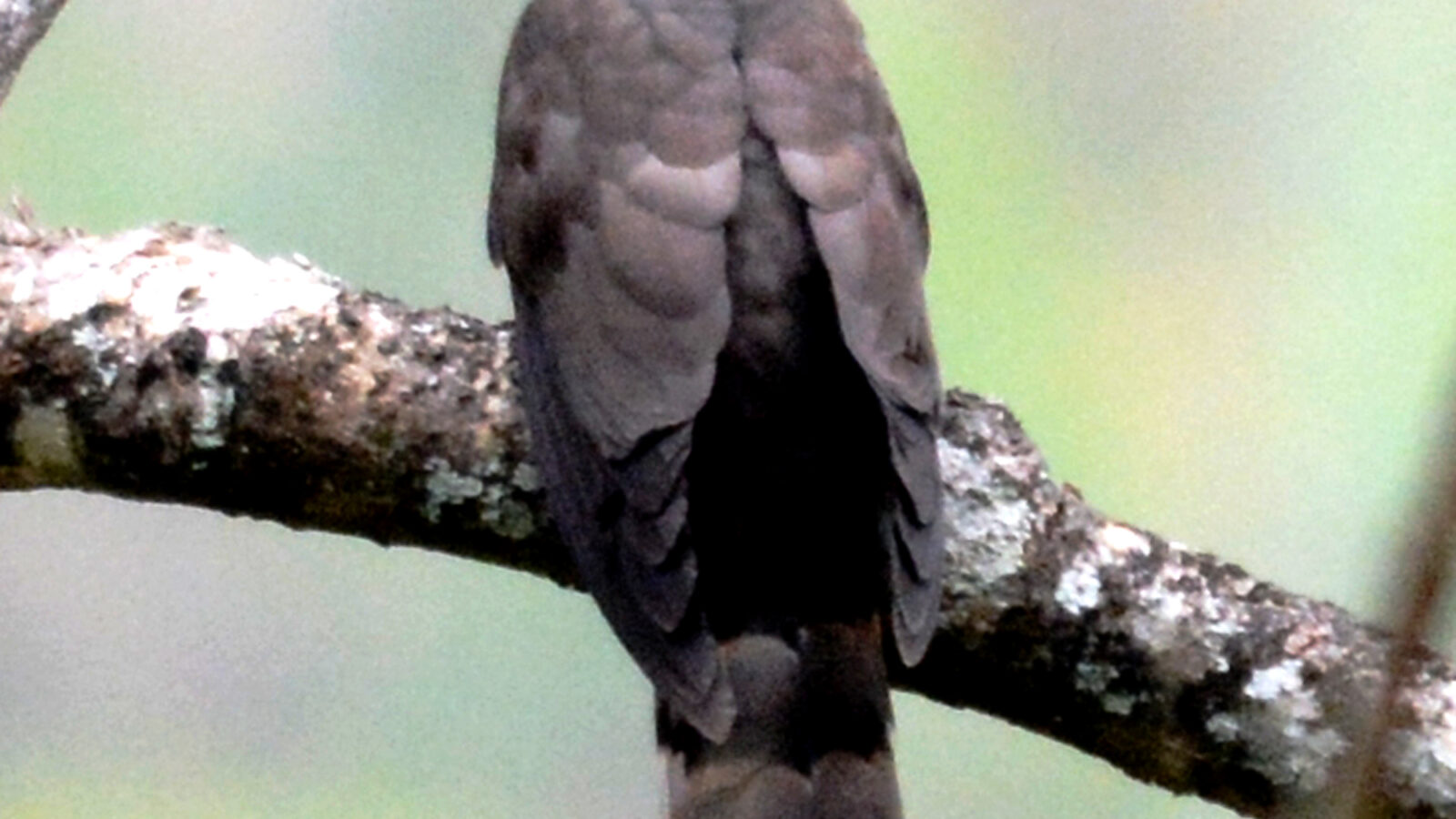Large Hawk-Cuckoo
