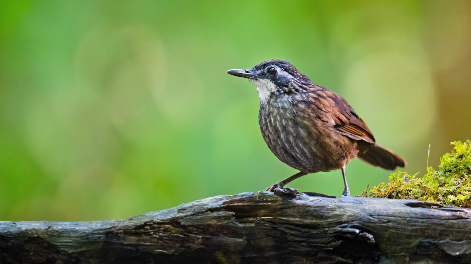 Large Wren-Babbler