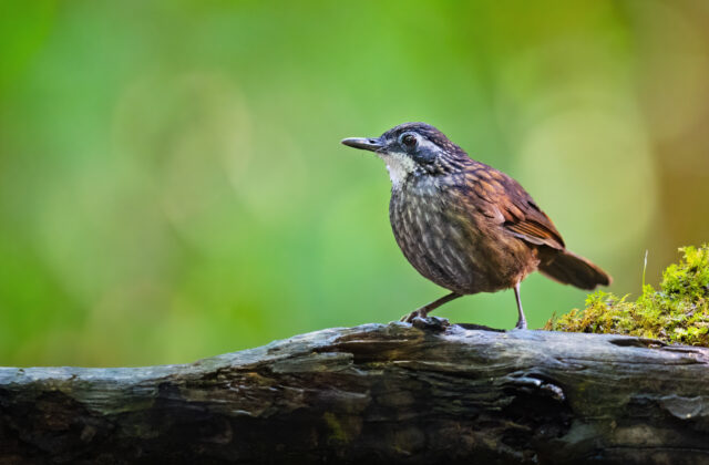 Large Wren-Babbler