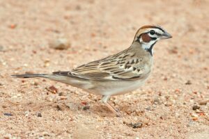 Lark Sparrow