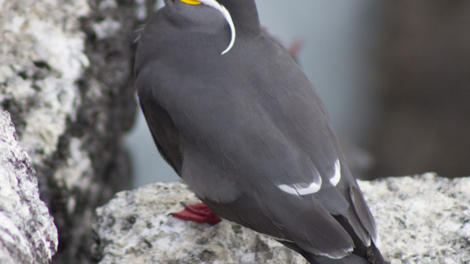 Inca Tern