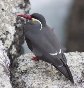 Inca Tern