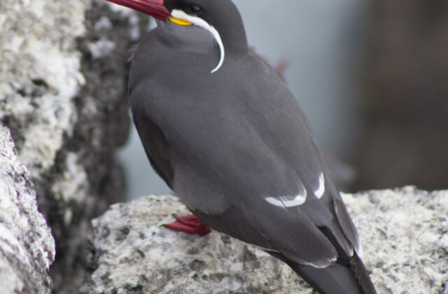 Inca Tern