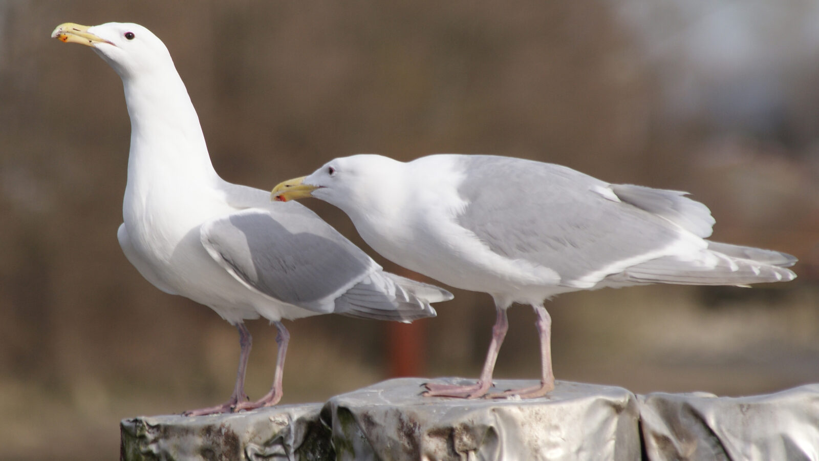 Glaucous-winged Gull