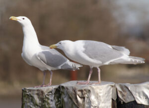 Glaucous-winged Gull