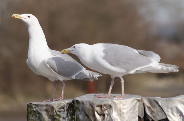 Glaucous-winged Gull