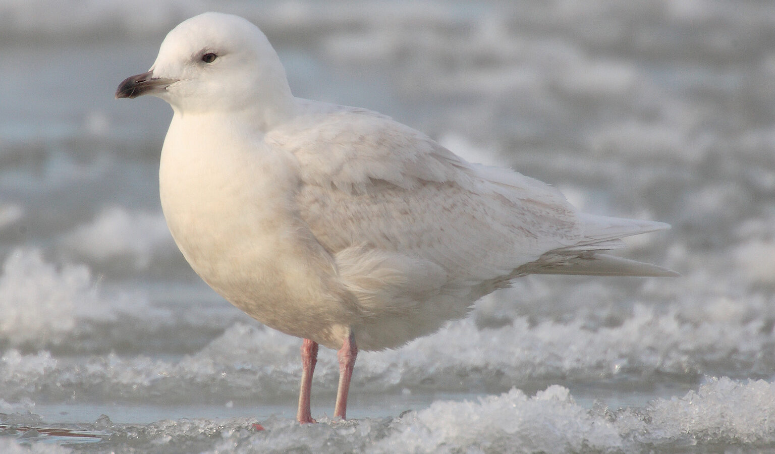 Iceland Gull