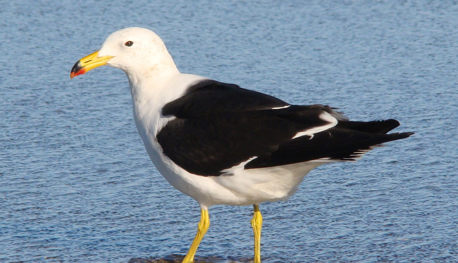 Olrog’s Gull