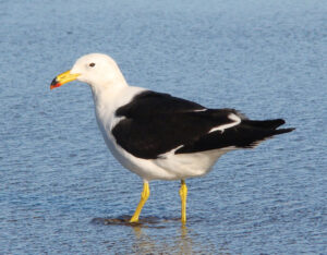 Olrog’s Gull